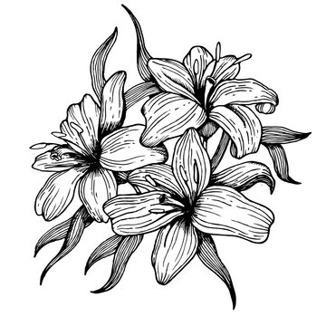 Lily flower engraving style vector illustration