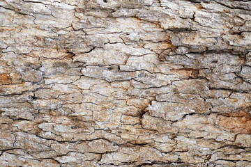 Cracked bark on the trunk of tree