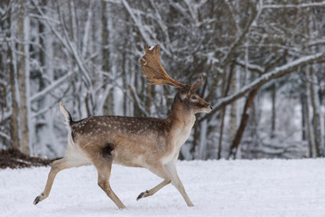 Naklejka na ściany i meble Running Deer. Adult Fallow Deer With Big Horns Runs Through The Snow Along The Forest. A Male Of Fallow Deer ( Daniel ) With Grate Antlers Run On The Snow