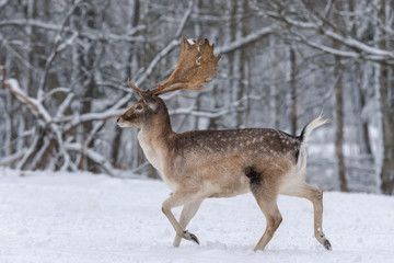 Running Adult Fallow Deer. Winter Story With Male Deer (Fallow Deer, Dama Dama, Daniel ) In The Natural Habitat. Deer Run On The Snow. Belarus, Vitebsk Region