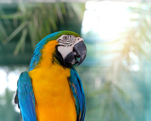 macaw