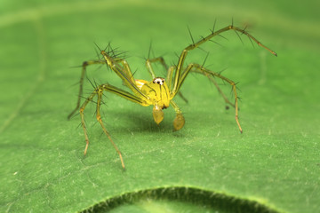 lynx spider on leaf background