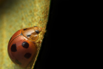 Ladybug on green leaf. Isolated on black background