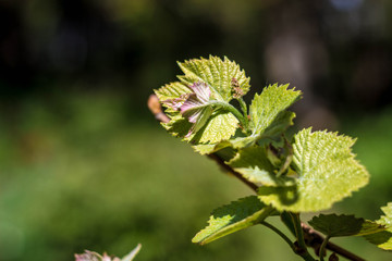 leaves of young grape in spring