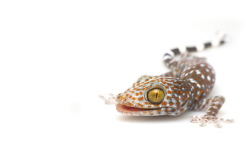Gecko isolated on white background. - obrazy, fototapety, plakaty