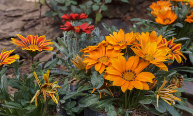 Beautiful flowers in the garden