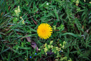 yellow dandelion on the field with green grass