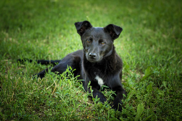 black dog lays on the grass