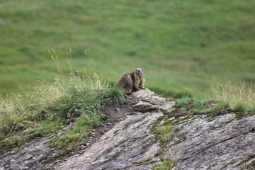 Marmotte