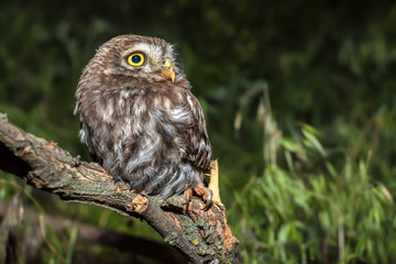 Little owl or Athene noctua perched on branch