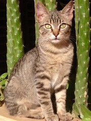 chat