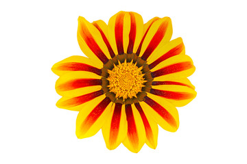 Gerbera flower on white background. Top view