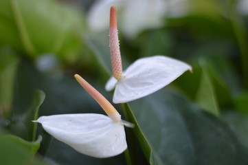 Flamingo flower also known as anthurium, tailflower, and laceleaf