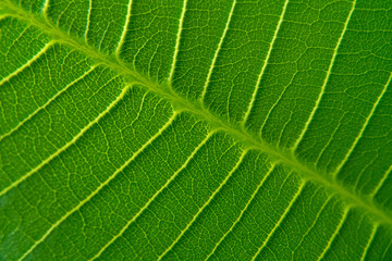 close up, green leaf, texture.