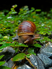 Achatina fulica, snail in Thailand.