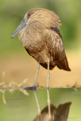 Hammerhead Stork, Kwazulu Natal, South Africa. 