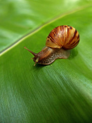 Achatina fulica, snail in Thailand.