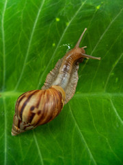 Achatina fulica, snail in Thailand.