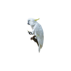 White parrot. Isolated on white background with clipping path.