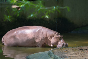 Hippo (Hippopotamus amphibius) close up