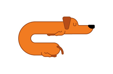 Dachshund sleeps linear style. dog is long. funny orange home pet. Sleeping puppy.
