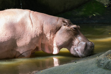 Hippo (Hippopotamus amphibius) close up