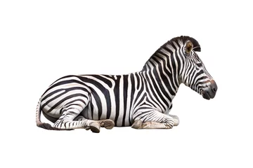 Acrylic prints Zebra zebra isolated on white background