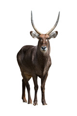 Waterbuck  isolated on white background