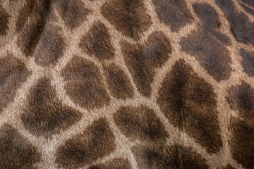 Giraffe patterned background