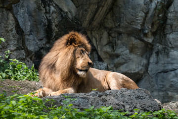 Close-up of a lion on a rock.
