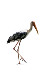 Painted Stork isolated on white background
