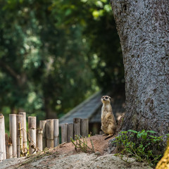 A lonely meerkat, close-up meerkat