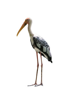 Painted Stork isolated on white background