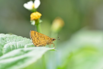 Butterfly from the Taiwan (Ampittia virgata myakei Matsumura)Yellow star butterfly