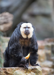 White-faced Saki in zoo