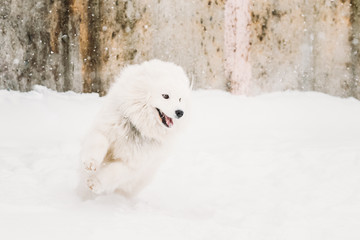 Young White Samoyed Dog Bjelkier, Smiley, Sammy Playing Running