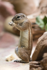 Cape Ground Squirrel