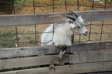 Obraz premium animal, beauty, curious goat, fence, goat, horns, mesh, nature, white goat, white wool, zoo