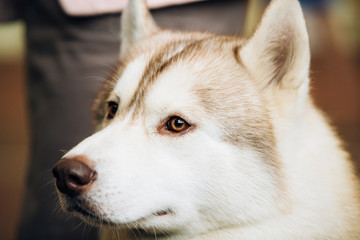 Fototapeta premium Red Adult Siberian Husky Dog Close Up Portrait