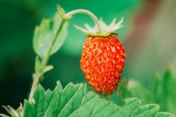 Red Fragaria Or Wild Strawberries. Growing Organic Wild Strawberry