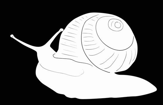 recommend clip art: white snail sketch isolated on black