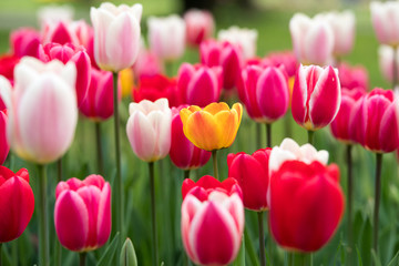 Tulipani