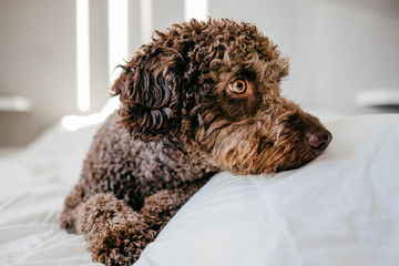 Brown Spanish Water Dog with lovely faces and big brown eyes playing at home on the bed. Indoor portrait