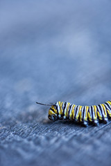 Monarch Caterpillar