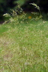 Mountain flora