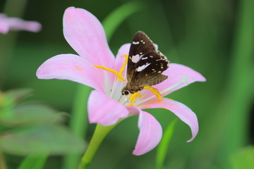 Beautiful Butterfly