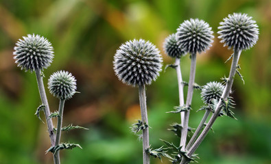 In nature, echinops are blooming