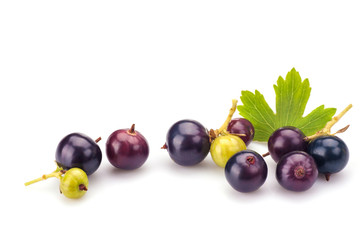 Blackcurrants