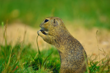 Naklejka na ściany i meble Ground squirrel hold some corns in front legs and feeding. Small animal sitting alone in grass.
