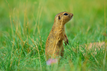Naklejka na ściany i meble Alerted squirrel . Ground squirrel alert and watching around. Cute mammal